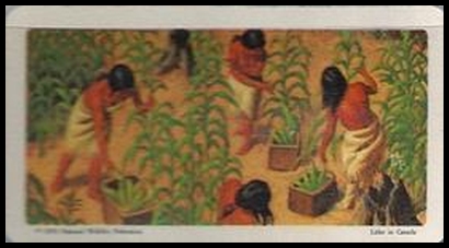 10 Iroquois Corn Field